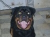 femelle rottweiler age 3 mois 