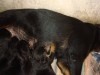 femelle rottweiler age 3 mois 
