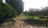 Ferme Batrou ref T336 Grombelia