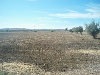 Ferme Bejaoua ref T549 Manouba 