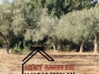 ferme d'olives à vendre