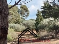 ferme d'olives à vendre