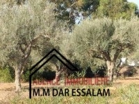 ferme d'olives à vendre