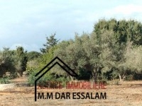 ferme d'olives à vendre