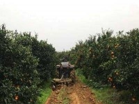 FERME GHARDEYA Nabeul, Somaa - Ghardeya T586