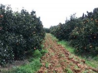 FERME GHARDEYA Nabeul, Somaa - Ghardeya T586