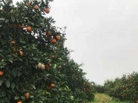 FERME GHARDEYA Nabeul, Somaa - Ghardeya T586