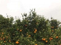 FERME GHARDEYA Nabeul, Somaa - Ghardeya T586