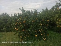 FERME GOBBA Menzel Temim, Nabeul T428