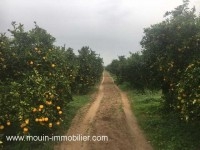 FERME GOBBA Menzel Temim, Nabeul T428