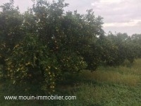 FERME GOBBA Menzel Temim, Nabeul T428
