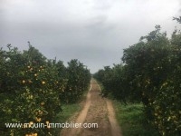 FERME GOBBA Menzel Temim, Nabeul T428