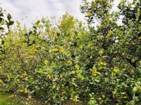 FERME HAOUARIA AV à Nabeul T1104
