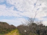 FERME HAOUARIA AV à Nabeul T1104