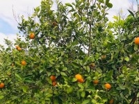 FERME HAOUARIA Nabeul T1104