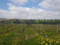 Ferme LA PERGOLA (Réf: T1079)