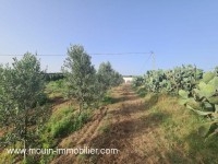 Ferme Lara T952 Hammamet 