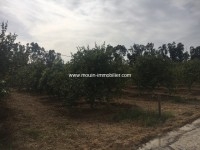 Ferme Nocturne ref T614 bir bouragba Hammamet 