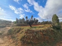 FERME SOULAYMA Hammamet - Zone Craxi T923