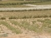 Ferme Tebourba T463 Teboueba Mannouba Tunis