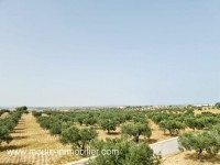 FERME TULIPE Bouficha, Oued Kharroub T951
