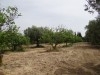 Ferme Ward T240