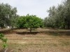 Ferme Ward T240