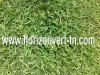 Gazoon canadien en plaque