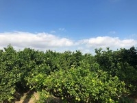 grande ferme agricole à vendre a Morneg Sidi Saad