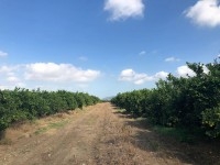 grande ferme agricole à vendre a Morneg Sidi Saad