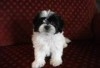 HAVANAISE CHIOT