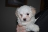 HAVANAISE CHIOT