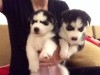 Husky sibérien