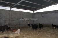 La Ferme T817 Hammamet 