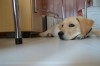 labrador retriever 3 mois et demi menzah 1 