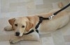 labrador retriever 3 mois et demi menzah 1 