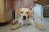 labrador retriever 3 mois et demi menzah 1 