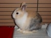 LAPIN NAIN 