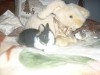 LAPIN NAIN DE COULEUR