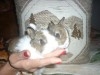 LAPIN NAIN DE COULEUR