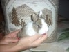 LAPIN NAIN DE COULEUR