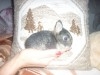 LAPIN NAIN DE COULEUR