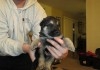Les chiots de berger allemand