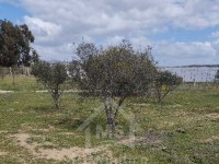 Lot de terrain clôturé à vendre 51355351