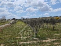 Lot de terrain clôturé à vendre 51355351