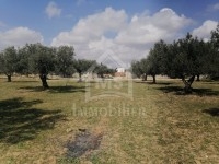 Lots de terrain à vendre à Mrezga 51355351