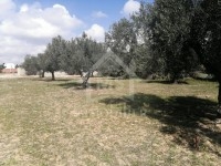 Lots de terrain à vendre à Mrezga 51355351