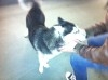 magnifique Chienne Husky Siberien a vendre