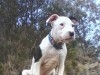 male pitbull