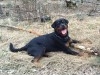 mâle Rottweiler 